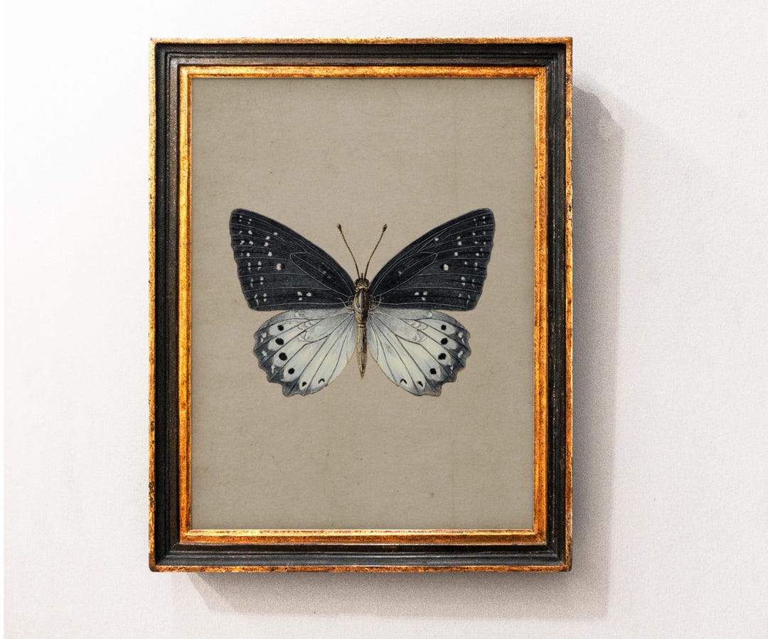 Vintage Butterfly Wall Art Print, Antique Moth Artwork, Cottagecore ...