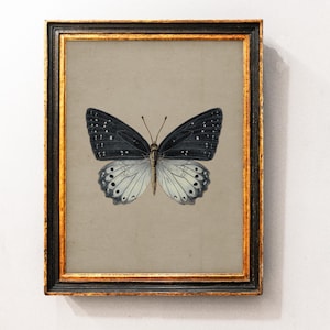 Vintage Butterfly Wall Art Print, Antique  Moth Artwork, Cottagecore Butterfly Home Decor, Vintage Moth Painting, Natural Still Life Art