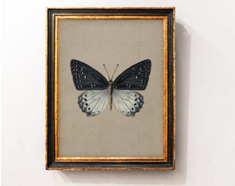 Vintage Butterfly Wall Art Print, Antique  Moth Artwork, Cottagecore Butterfly Home Decor, Vintage Moth Painting, Natural Still Life Art