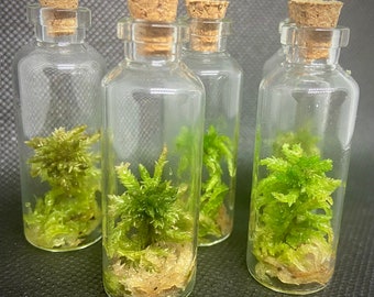 Mossage In a Bottle (Mini Terrarium, Zen Garden, Micro Moss, Sphagnum Moss, Moss, Unique Gift, Tiny Terrarium, Valentine gift 4 Plant Lover)