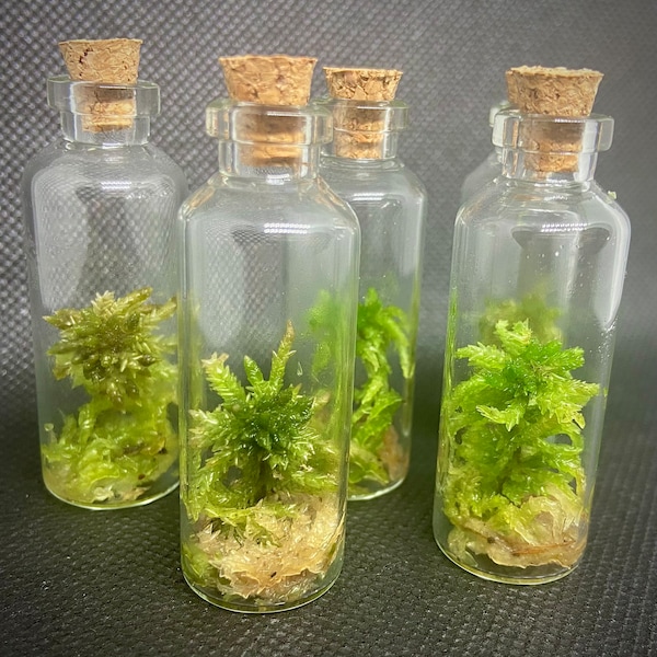 Mossage In a Bottle (Mini Terrarium, Zen Garden, Micro Moss, Sphagnum Moss, Moss, Unique Gift, Tiny Terrarium, Valentine gift 4 Plant Lover)