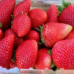 May include: A clear plastic container filled with fresh, ripe strawberries. The strawberries are a vibrant red color with green leafy tops. The container is overflowing with the fruit, showcasing their size and freshness.