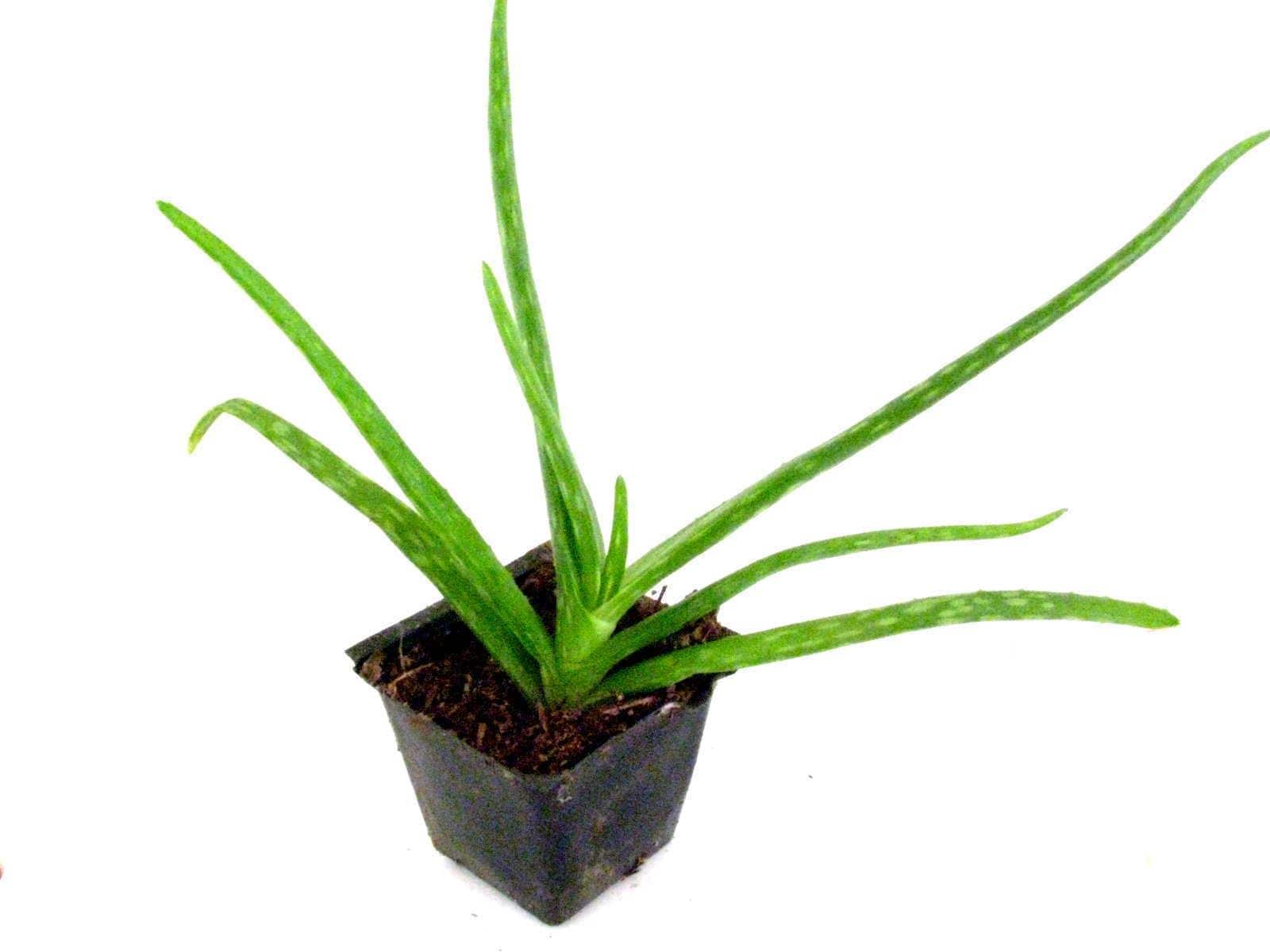 pink indoor plant The Snobby Leaf | Chinese Evergreen 'Lady Valentine' - 6 inch Pot main image 1