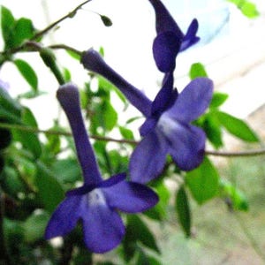 Potted Nodding Violet Plant, 5-7 inches. Guaranteed Healthy. Streptocarpella
