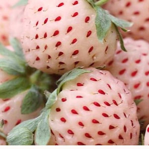 May include: Close-up of several white strawberries with red seeds and green leaves. The strawberries have a pale pink hue and are clustered together, showcasing their unique appearance. The image highlights the texture and color of the fruit.