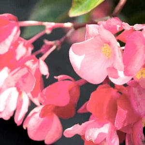 May include: A cluster of pink begonia flowers with delicate petals and a soft, light pink hue. The flowers are in full bloom and have a natural, organic look.