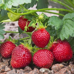 8 Rainier Strawberry Plants. Extra Sweet Juicy Berries. June Bearer