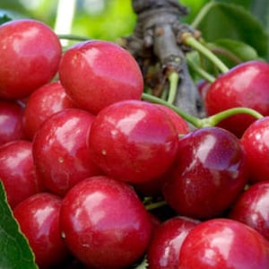 May include: A close-up of a cluster of ripe cherries. The cherries are a deep red color with a glossy sheen, and are attached to green stems. The background includes green leaves and a blurred view of a tree branch.