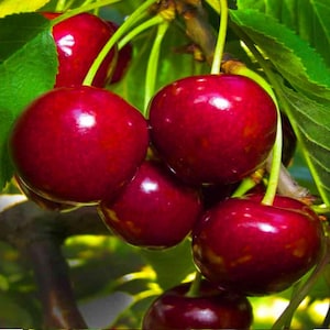 May include: Close-up of a cluster of ripe, dark red cherries hanging from a tree branch. The cherries are glossy and plump, with stems attached.