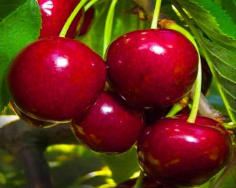 1 - Lapins Sweet Cherry Bare Root Tree Seedling, 6" Tall, Self-Fertile, Dark Red Black