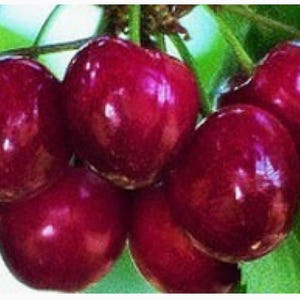 May include: A cluster of ripe cherries, showcasing a deep red hue with glossy skin. The cherries are attached to a green stem, with a few green leaves visible in the background. The image highlights the freshness and natural beauty of the fruit.