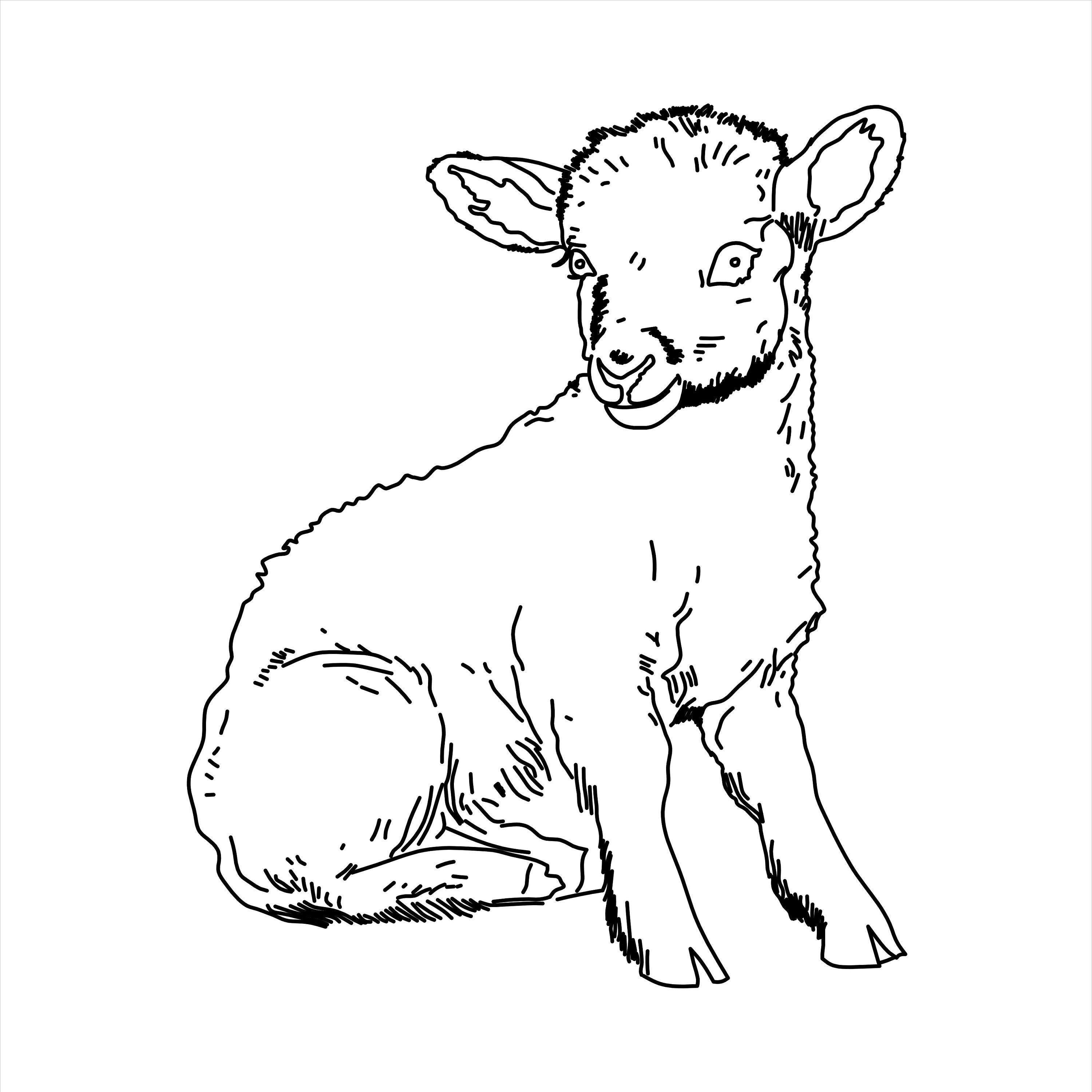 Baby Lamb Line Drawing Unique Animal Art Hand Drawn Art Digital