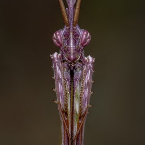 Homemade macro diffuser / Custom macro flash diffuser image 10