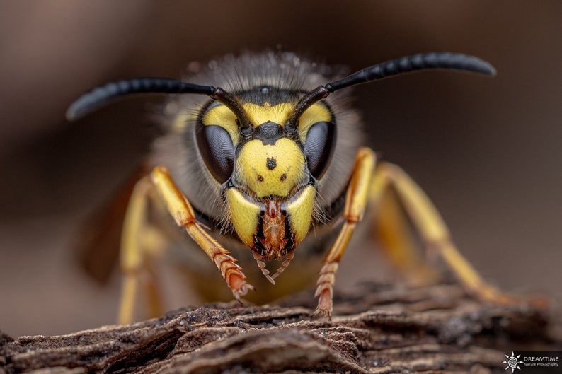 Homemade macro diffuser / Custom macro flash diffuser image 8