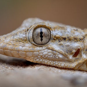 Homemade macro diffuser / Custom macro flash diffuser image 7