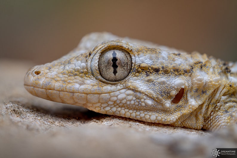 Homemade macro diffuser / Custom macro flash diffuser image 7