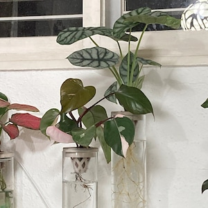 Puede incluir: Dos jarrones de vidrio transparente con plantas creciendo en agua. Los jarrones están llenos de agua y tienen piedras decorativas azules en el fondo. Las plantas tienen raíces que crecen en el agua. Una planta tiene hojas verdes y la otra tiene hojas rosas y verdes.