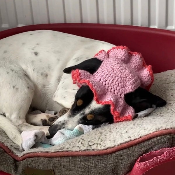 Patron de chapeau pour chien au crochet SUPER SIMPLE. (Disponible en anglais et en français)