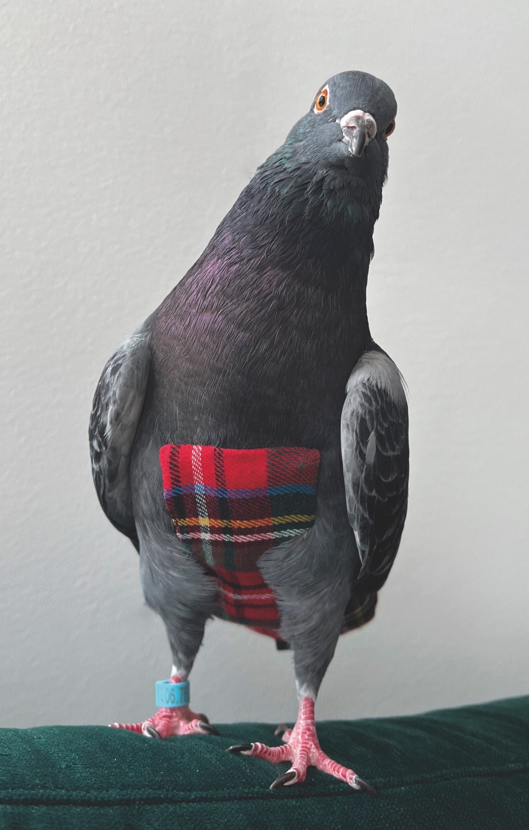 Windeln Für Vögel - 3 Stück Waschbare Baumwoll-Windeln Für Tauben & Sittiche