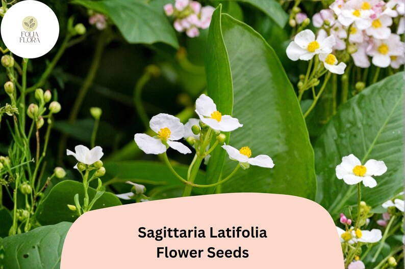 FoliaFlora Sagittaria Latifolia Seeds
