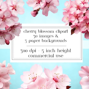 Clipart z kwiatem wiśni, różowe kwiaty wiśni, realistyczne kwiaty wiśni, Clipart 300DPI, grafika Sakura do użytku komercyjnego, bonusowe tło