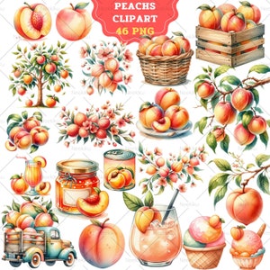 Watercolor Peach Clipart: Spring Fruit Illustrations (Digital Download)