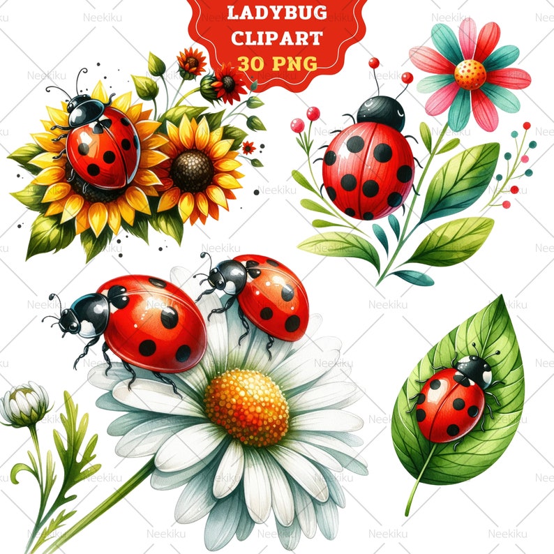 Może przedstawiać: Zestaw 30 cyfrowych obraz&oacute;w clipart przedstawiających biedronki w r&oacute;żnych pozach na słonecznikach, stokrotkach i liściach. Biedronki są czerwone z czarnymi kropkami i mają czarne głowy. Kwiaty i liście są namalowane w stylu akwarelowym.