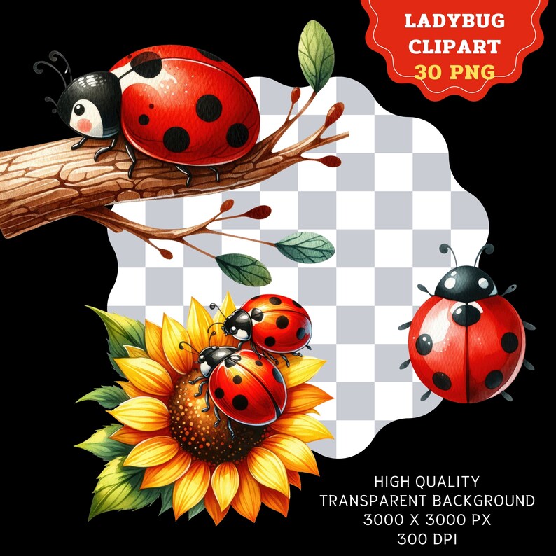 Może przedstawiać: Zestaw 30 cyfrowych obraz&oacute;w clipart przedstawiających biedronki w r&oacute;żnych pozach. Biedronki są czerwone z czarnymi kropkami i znajdują się na słoneczniku i gałęzi z zielonymi liśćmi. Obrazy są wysokiej jakości i mają przezroczyste tło.