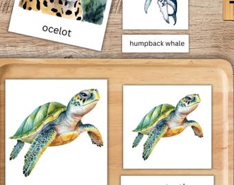 Wildlife of Costa Rica 3 Part Cards