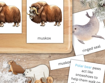 Arctic Wildlife Nomenclature Cards