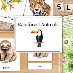Könnte beinhalten: Ein Set aus Lernkarten mit Aquarellillustrationen von Regenwaldtieren, darunter ein Laubfrosch, ein Jaguar und ein Tukan. Die mittlere Karte zeigt den Text Rainforest Animals über einem Tukan, während andere Karten ein Faultier zeigen.