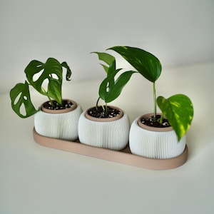 May include: Three small potted plants with green leaves in white, ribbed planters. The planters sit on a light brown tray. The plants are a decorative element for a home or office.
