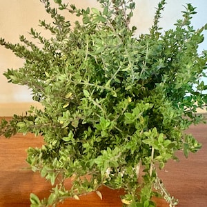 May include: A dense, bushy thyme plant featuring numerous thin, woody stems covered in small, oval-shaped, vibrant green leaves. The herb displays a sprawling, multi-directional growth pattern with some stems extending outward from the central mass.