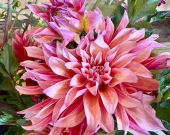 Dahlia Tubers PreOrder