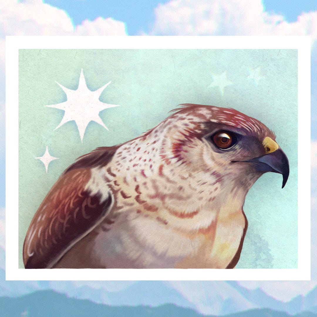 Hawk Rip Print Hawk // 8x10 Print - Etsy
