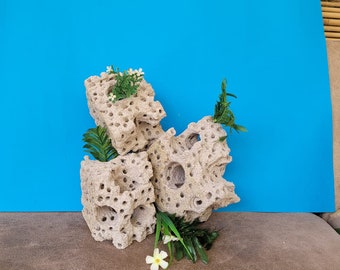 Bucephalandra sp. King Devil 3株 - メルカリ - 水草