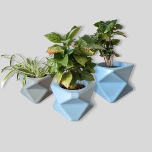 May include: Three geometric planters in light blue and grey colours, each holding a different type of green plant.