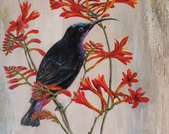 Amethyst Sunbird