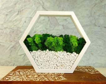 Moss Hexagon wall panel