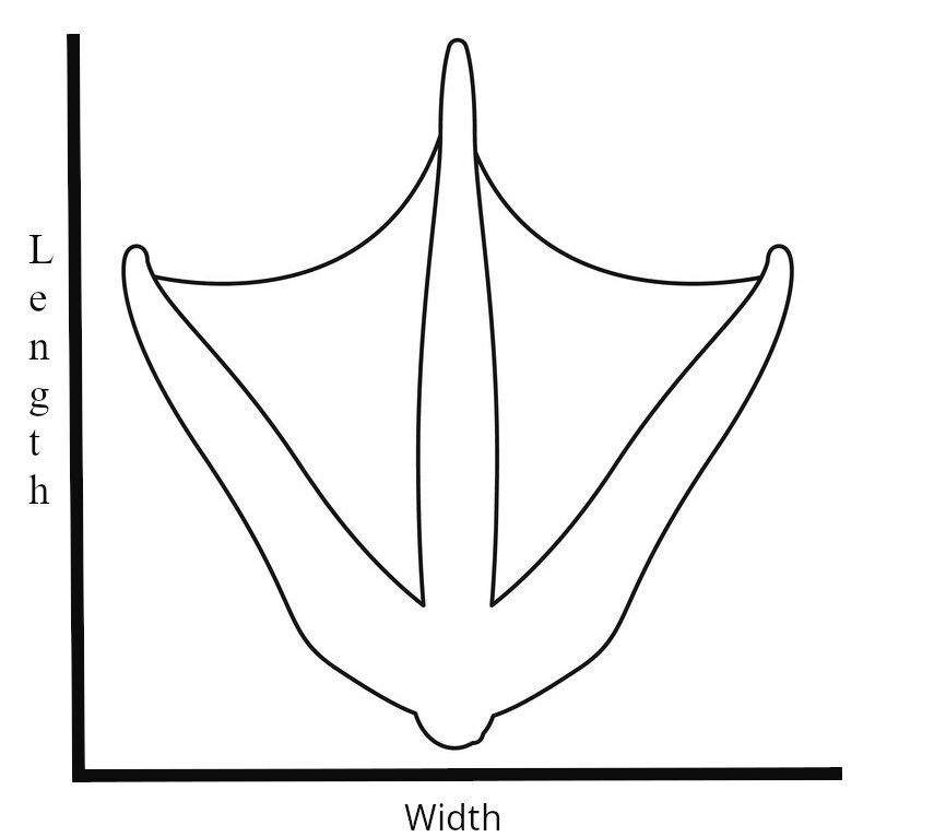 Duck Leg Brace / Splint Etsy