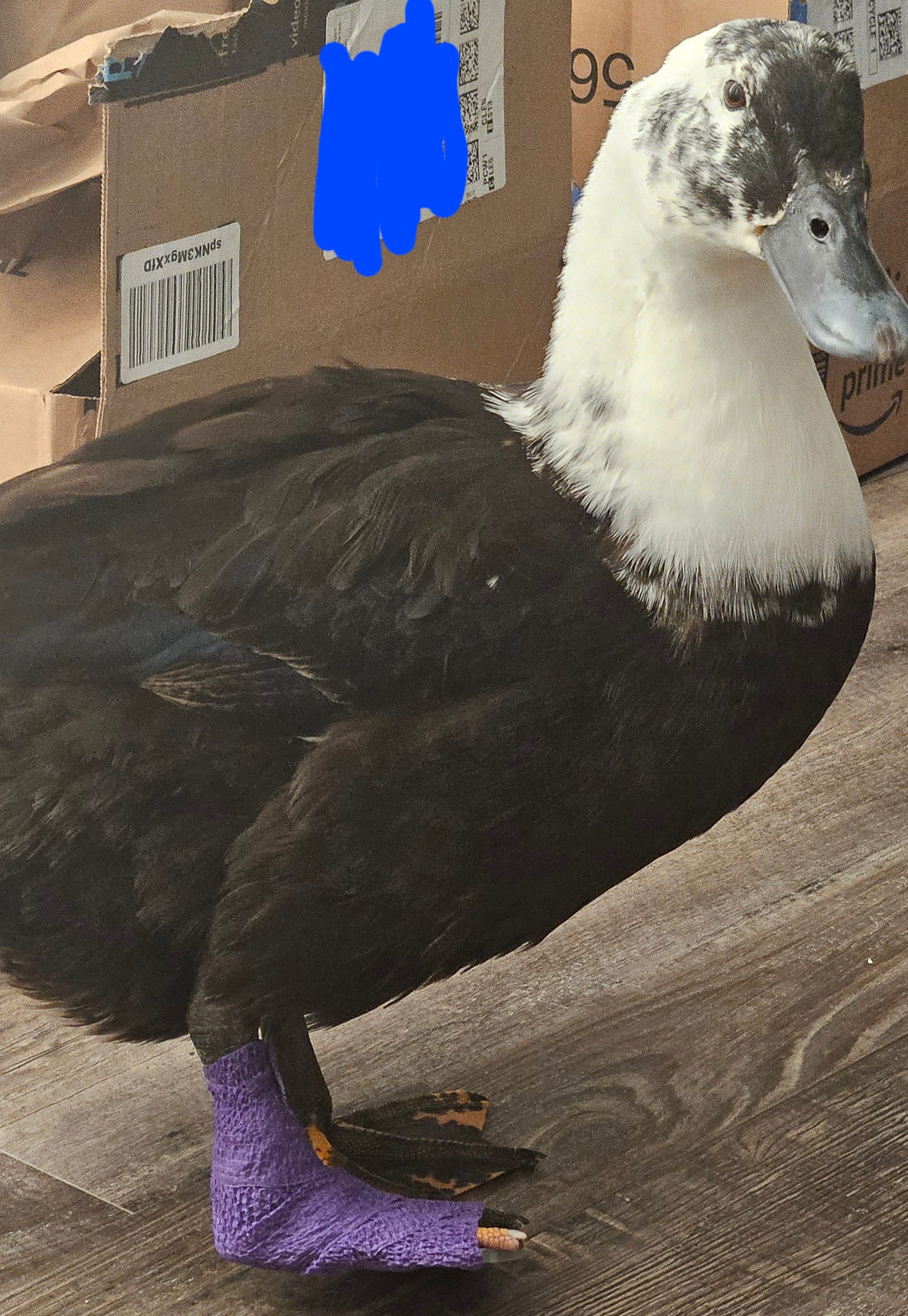 Duck Leg Brace / Splint Etsy