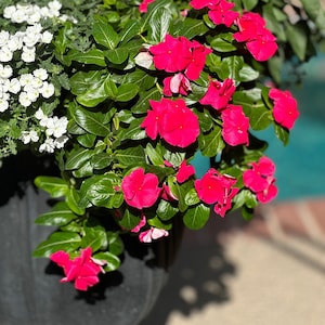 Mixed Trailing Cascading Vinca Seeds - Mixed Colors (aka Periwinkle)