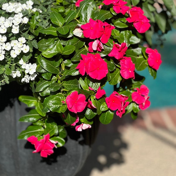 Trailing Vinca Seeds