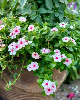 Priscilla 花弁が多く丸く咲きます。丈夫で育てやすく、繰り返し開花し