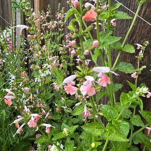 Coral Nymph Salvia Seeds (Salvia coccinea)