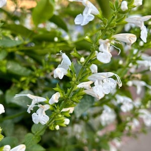 White Hummingbird Salvia Seeds (Salvia coccinea)