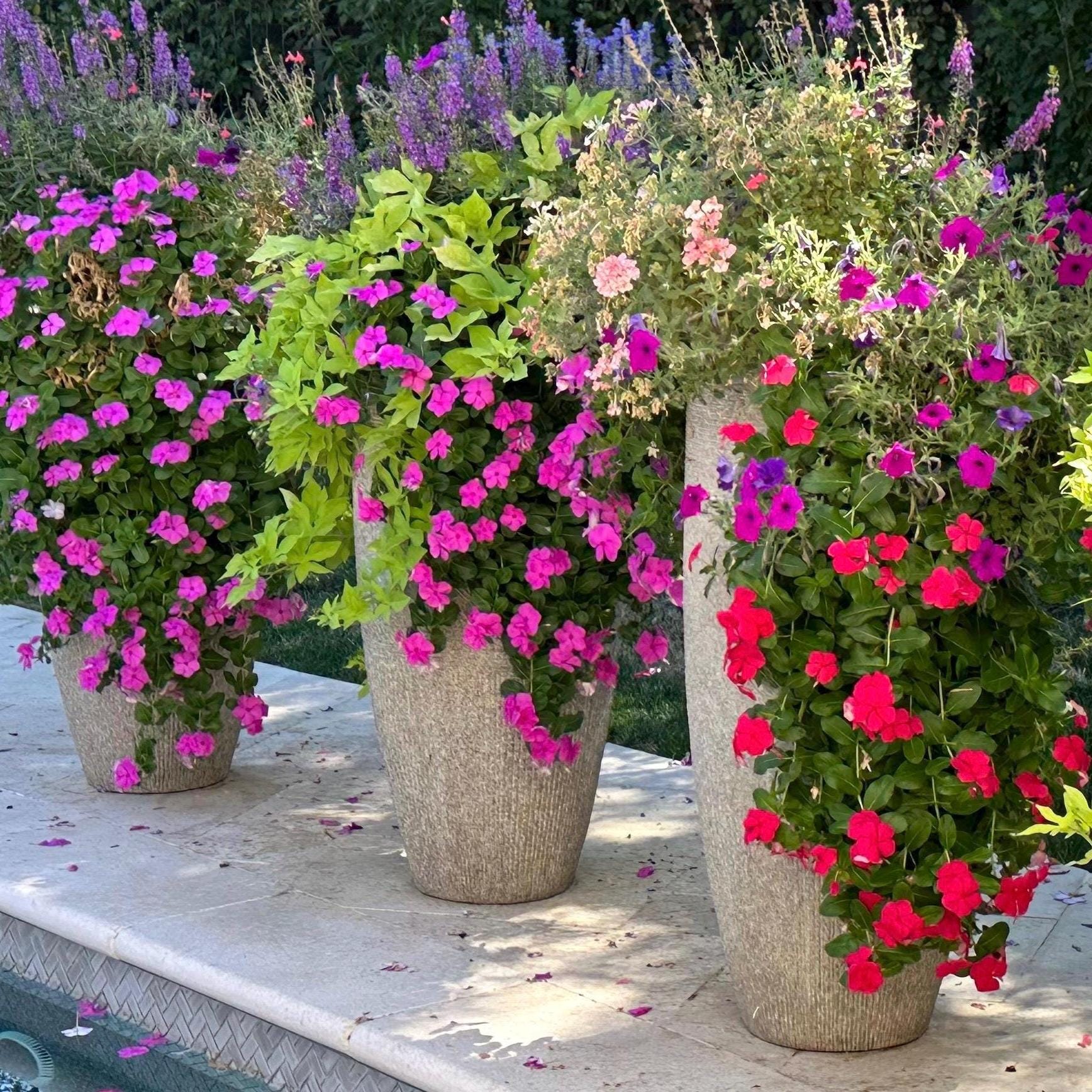Mixed Trailing Cascading Vinca Seeds (aka Periwinkle) - Etsy