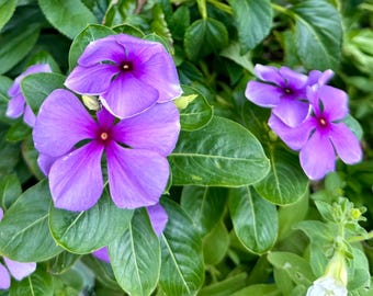 40  Vinca Sun Storm Purple / Annual / Flower Seeds Etsy