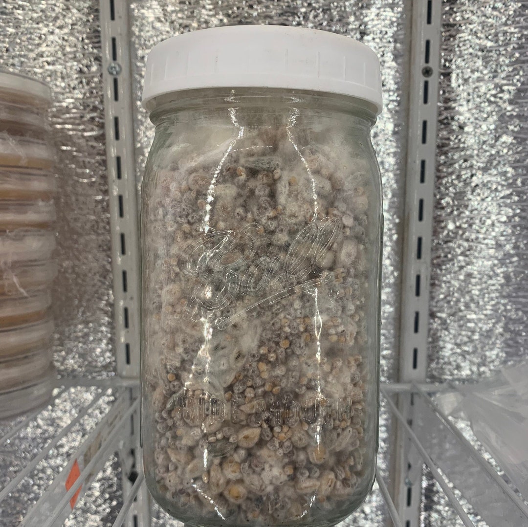 Sterile Premium Filter Lid Grain Jars pint/quart Etsy