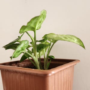 May include: A small houseplant in a square, brown plastic pot. The plant has several green leaves with white variegation. The pot is held by a person's hand. The background is a plain, off-white wall.